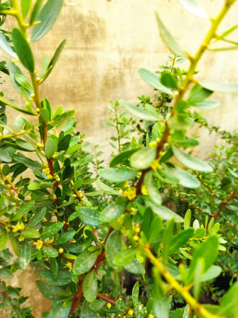 Flor en plantel de Argán de 24 meses 3