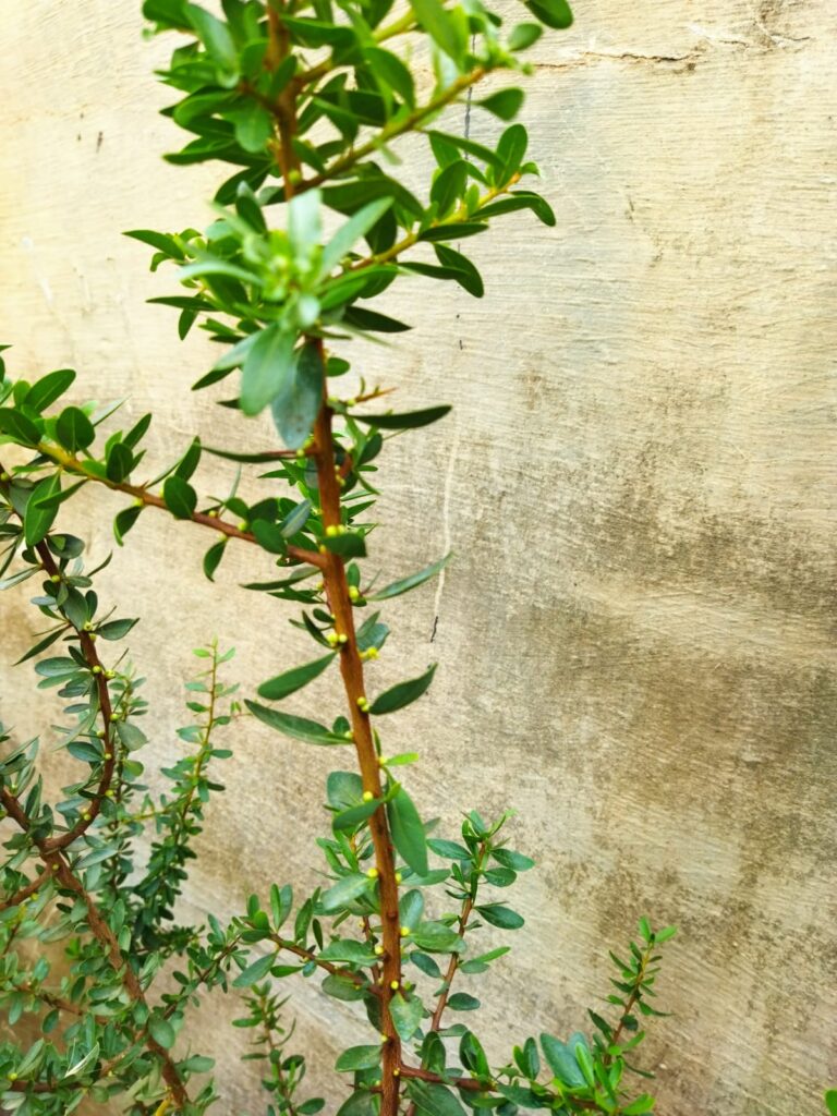 Flor en plantel de Argán de 24 meses 2