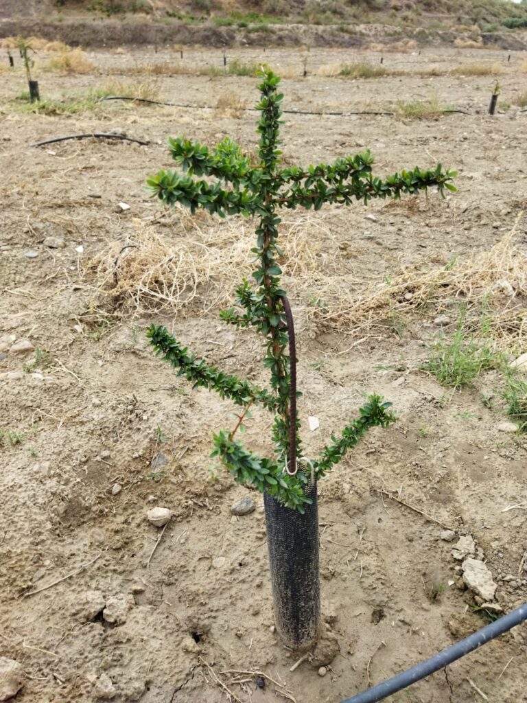 Plantel Argán pasado a campo 1
